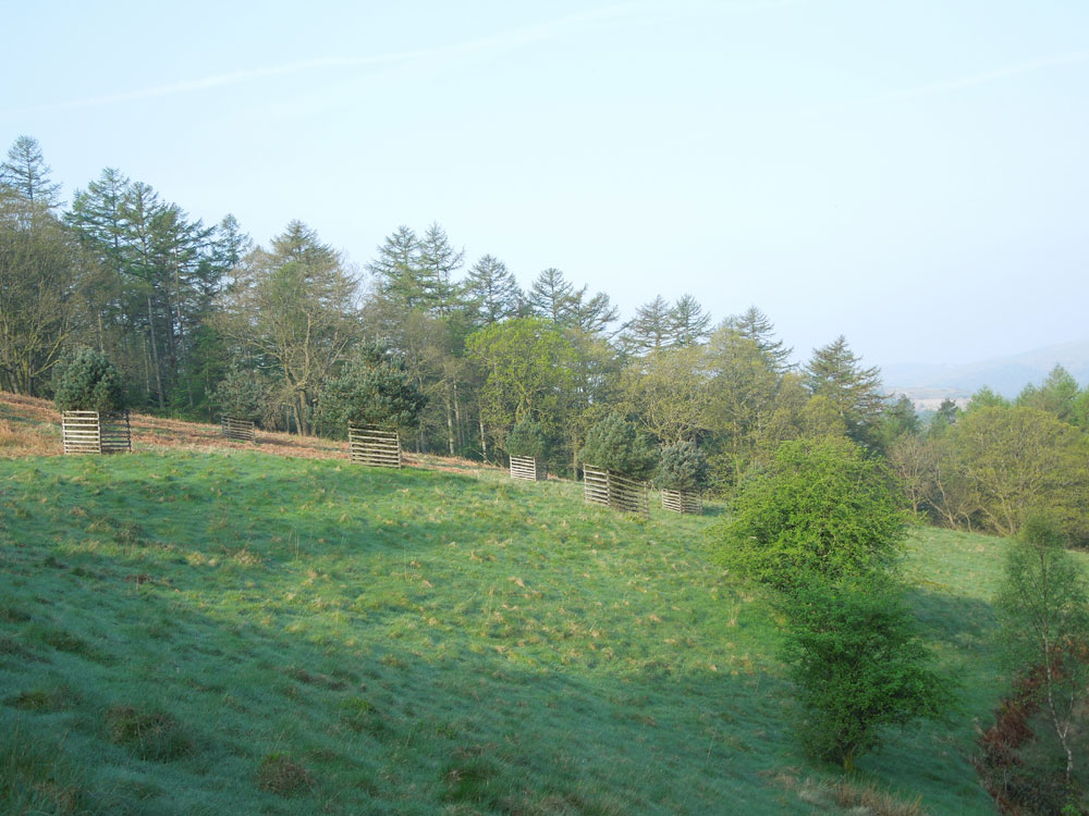 The Forest and the Forester